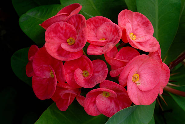 istock crown of thorns flowers 514611359