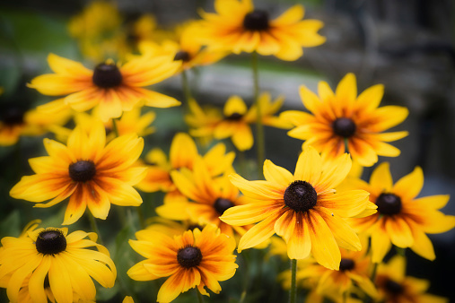 A close up of black eyed susan flowers during the summer season.