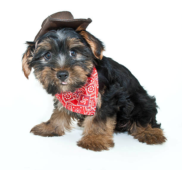 istock Cowboy Yorkie Puppy 514611927