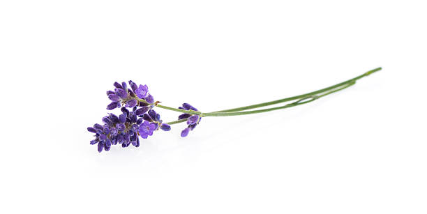 fiori di lavanda isolato su bianco - flower head close up cut flowers cut out foto e immagini stock