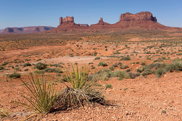 istock yucca plants in the desert with the Monument Valley 514612455