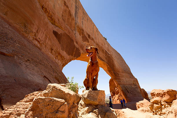 dog as a tourist stock photo