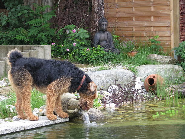 istock Our Airedale  Terrier and his big water bowl... 514614279