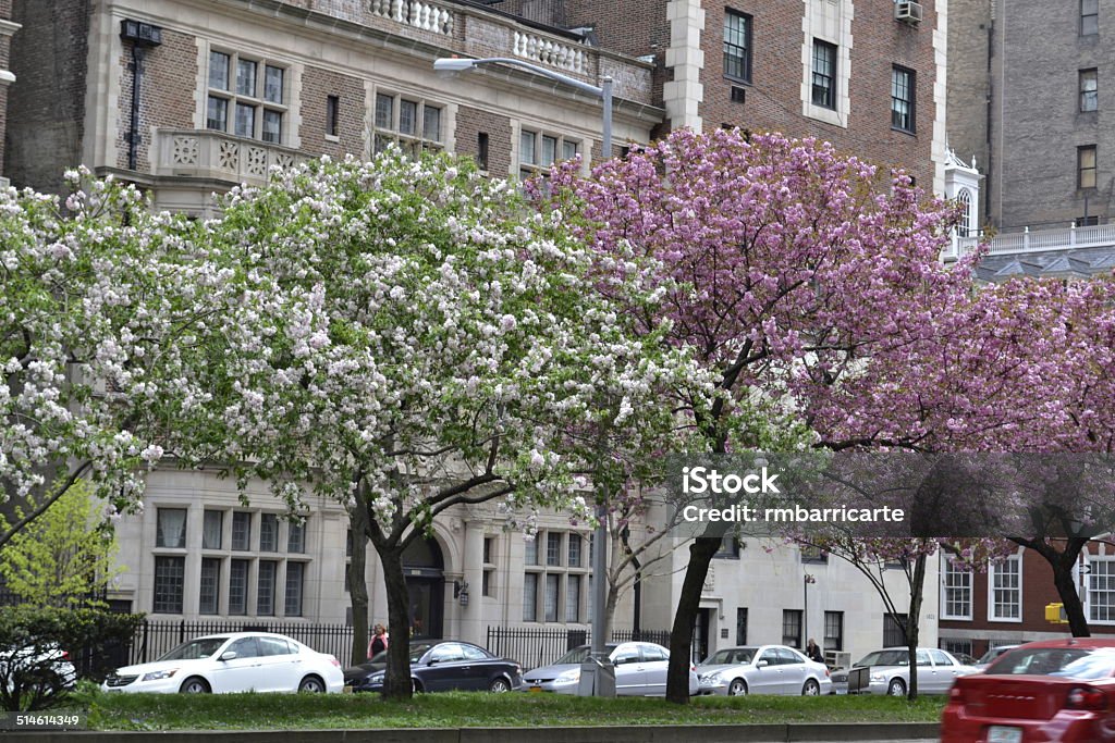 Blooming trees in Park avenue Trees with flowers in the Park avenue (Manhattan) Park Avenue Stock Photo