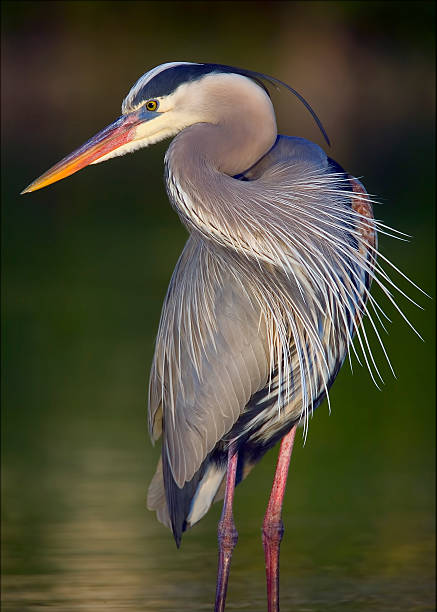 Great Blue Heron Photo taken at the Little Estero Critical Wildlife Area at Fort Myers Beach, Florida. heron photos stock pictures, royalty-free photos & images