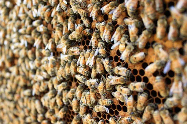 Photo of Honeycomb with bees and honey