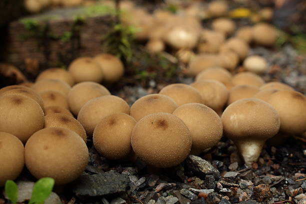 istock Group puffball in the gravel 514617273