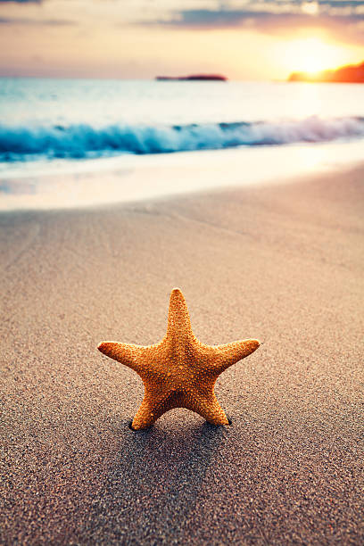 istock Starfish On The Beach At Sunrise 514618176