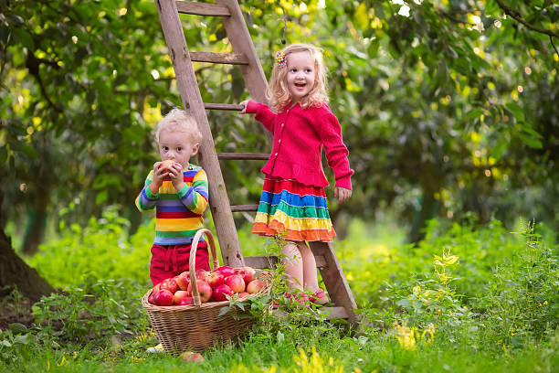 istock Little kids picking apples in fruit garden 514618938