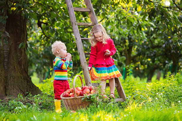 istock Sweet kids picking apples in fruit garden 514619372