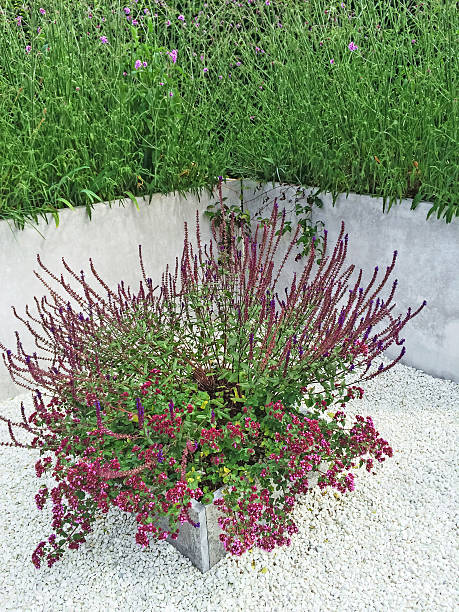 istock Purple flowers decorating contemporary garden 514619688