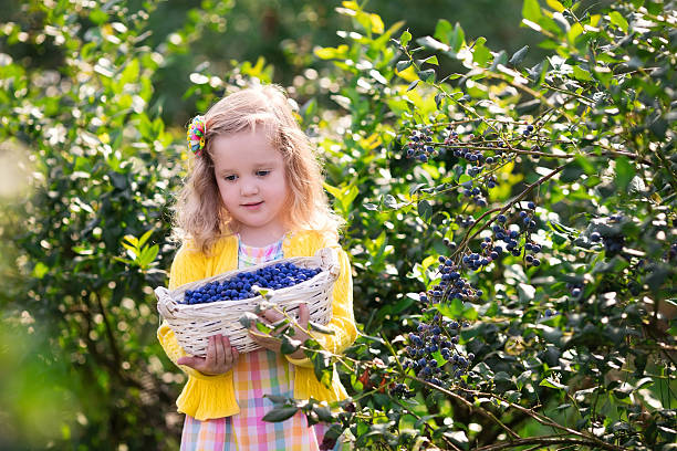 istock Little girl picking blueberry 514619848