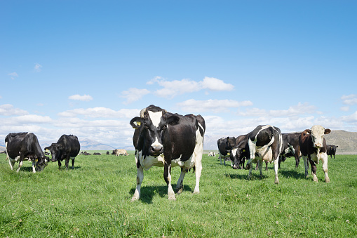 pasture with animals in summer sunny day in New Zealand