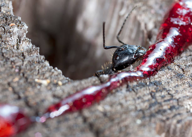 Ant Jam 210+ Hatered Jam Stock Photos, Pictures & Royalty-Free Images - iStock