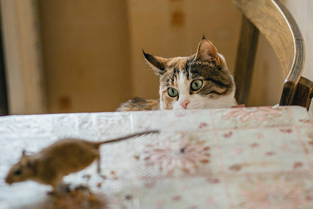 istock Cat playing with little gerbil mouse on the table. Natural 514620684