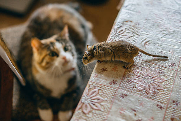 istock Cat playing with little gerbil mouse on the table. Natural 514620778