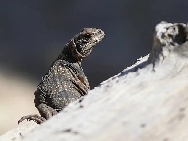 A juvenile Common Chuckwalla lizard in Anza-Borrego Desert State Park