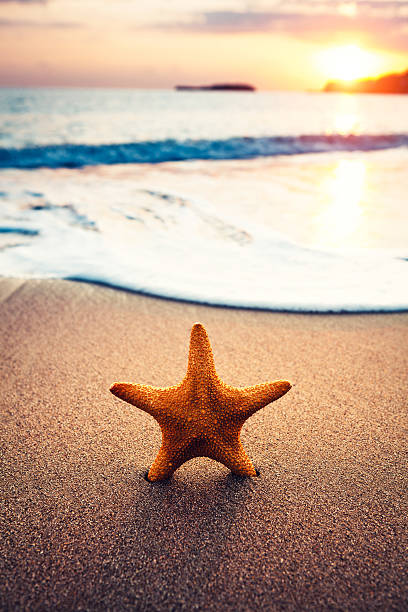 istock Starfish On The Beach At Sunrise 514621508