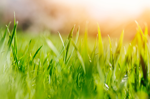Fresh green spring grass with sun and soft focus