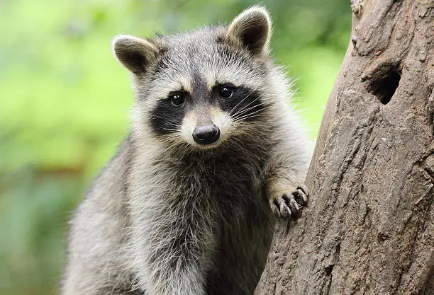 Little Raccoon on tree