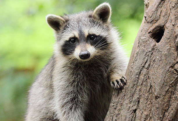 mały szop pracz na drzewo - activity animal sitting bear zdjęcia i obrazy z banku zdjęć