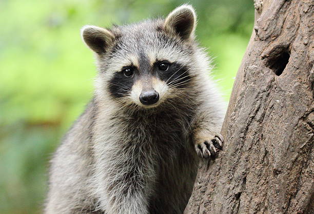 мало енота на дерево - raccoon стоковые фото и изображения