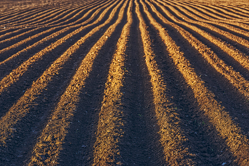Furrows row pattern in a plowed field prepared for planting potatoes crops in spring.