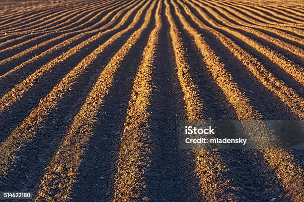 Wide Field Rows Rows Pattern In A Plowed Field Stock Photo - Download Image Now ...