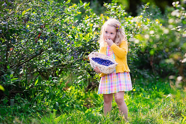 istock Little cute girl picking blueberry 514622184