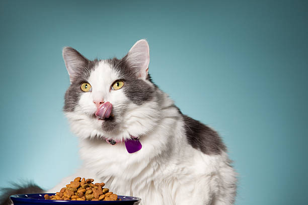 cara hermosa gato lamer - lengua de animal fotografías e imágenes de stock