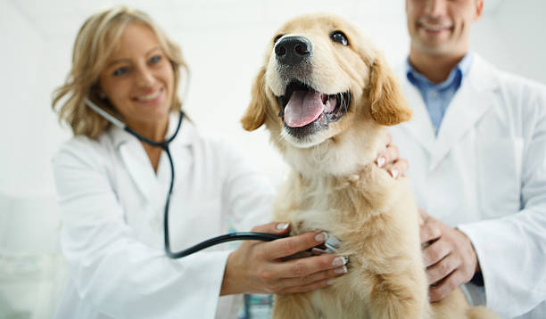Vets examining a dog. Closeup low angle shot of male and female vets examining Golden retreiever puppy with a stethoscope. The dog is completely healthy and happy. Veterinary Medicine stock pictures, royalty-free photos & images