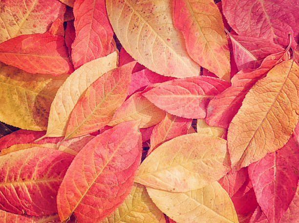 istock Colorful background of autumn leaves 514624730