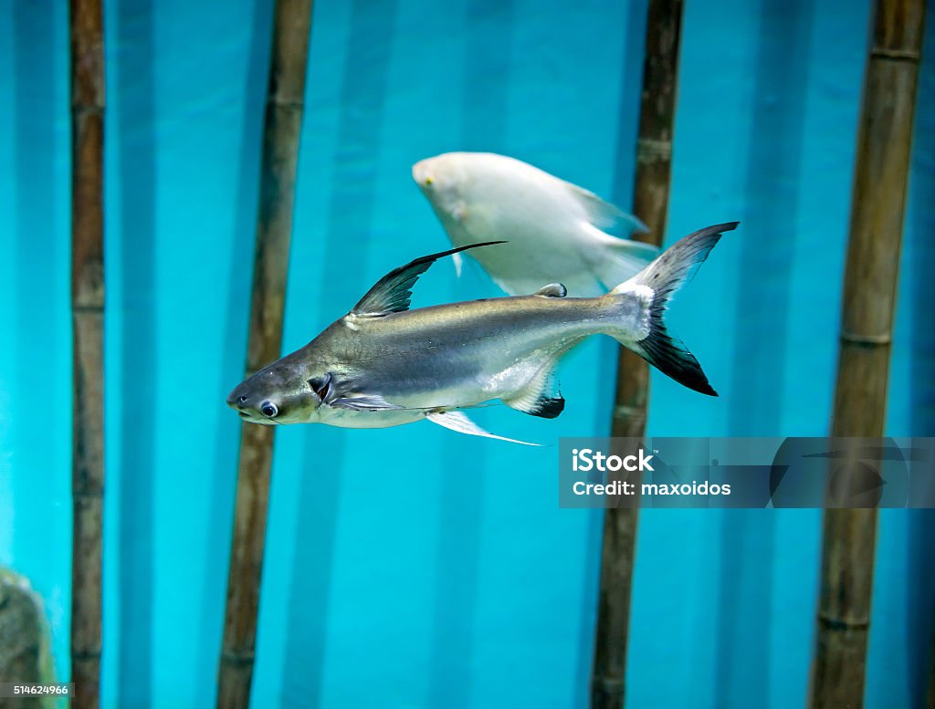 Panash Fish Pangasius Aquarium Fish Stock Photo - Download Image Now - Activity ...