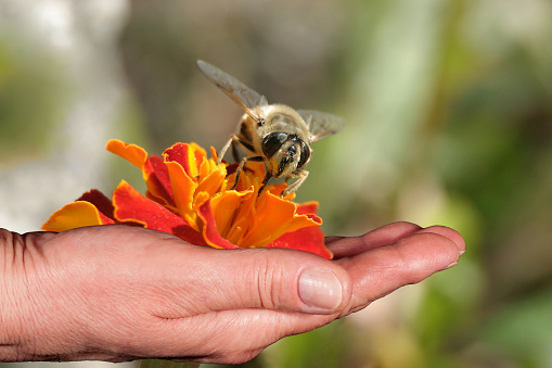 An orange-legged furrow bee gathers pollen from an apple tree flower in a summer garden.