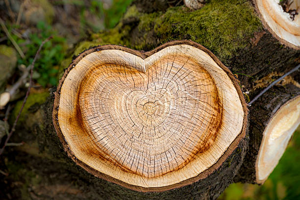 arbre coeur sur - wood saw photos et images de collection