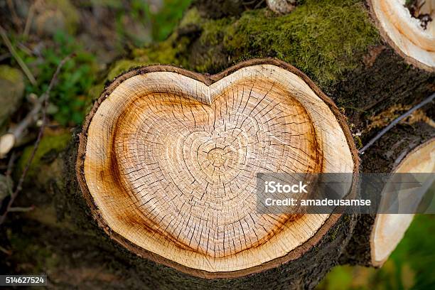 Heart On Tree Stock Photo - Download Image Now - Heart Shape, Wood - Material, Woodland