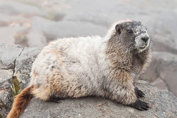 marmotta delle alpi, mt. ranieri parco nazionale, washington, usa - cracking the code foto e immagini stock