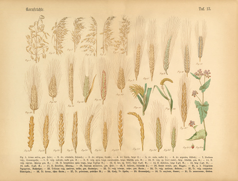 Very Rare, Beautifully Illustrated Antique Engraved Victorian Botanical Illustration of Wheat, Rice and Grains: Plate 13, from The Book of Practical Botany in Word and Image (Lehrbuch der praktischen Pflanzenkunde in Wort und Bild), Published in 1886. Copyright has expired on this artwork. Digitally restored.