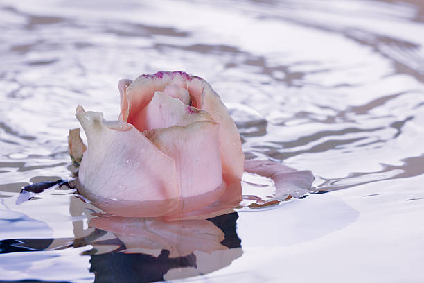 Pink rose in blue water with copy space