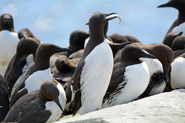 istock Guillemots, Farne Islands Nature Reserve, England 514631288