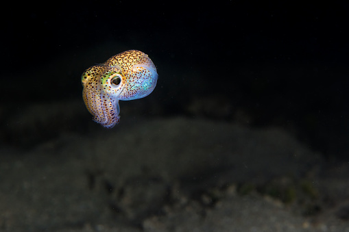 The Hawaiian Bobtail Squid, Euprymna scolopes. Bobtail squid share a unique symbiotic relationship with the bioluminescent bacteria, Vibrio fischeri. These bacteria are housed in a special light organ in the bobtail's mantle. Here the bacteria are fed sugar along with amino acids and in return hide the squid's silhouette from below by producing counter illumination