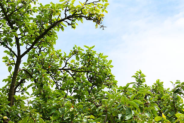 Apple Tree Treetop - Free photo on Pixabay