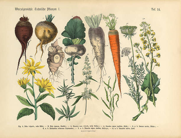 Root Crops and Vegetables, Victorian Botanical Illustration Very Rare, Beautifully Illustrated Antique Engraved Victorian Botanical Illustration of Root Crops and Vegetables: Plate 14, from The Book of Practical Botany in Word and Image (Lehrbuch der praktischen Pflanzenkunde in Wort und Bild), Published in 1886. Copyright has expired on this artwork. Digitally restored. root vegetable stock illustrations