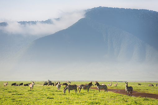 Cebras en África Ngorongoro cráter photo