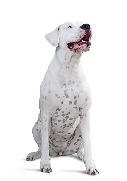 istock Sitting Adult Dogo Argentino 514632243