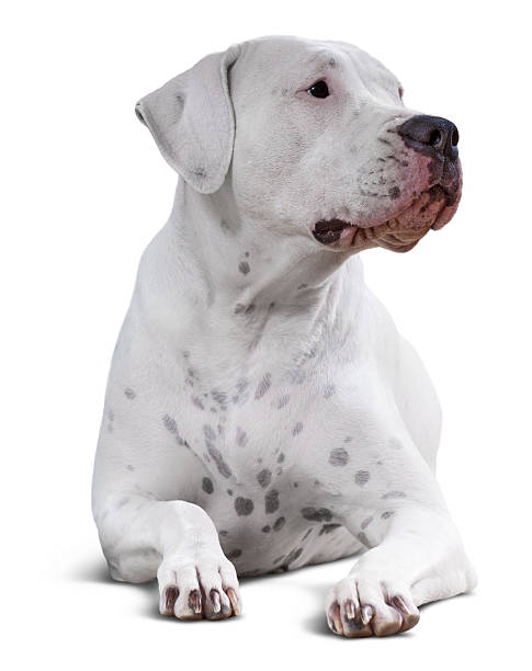 dogo Argentino. Isolated over white Lying  dogo Argentino. Isolated over white   with shade dogo argentino stock pictures, royalty-free photos & images