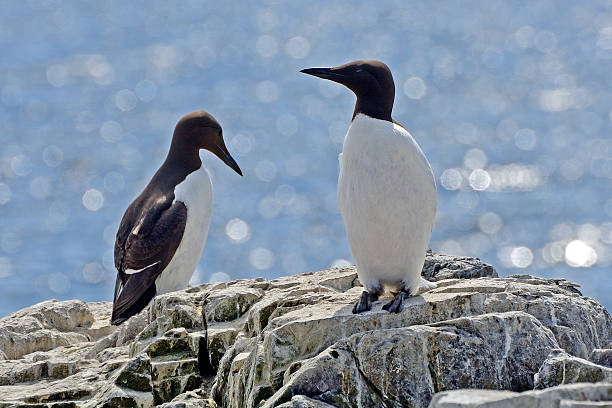 istock Guillemots, Farne Islands Nature Reserve, England 514632476