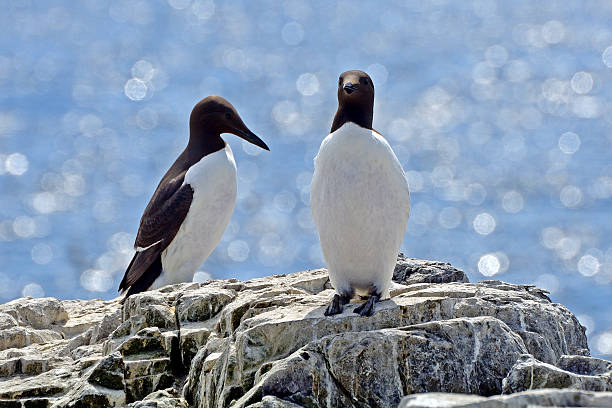 istock Guillemots, Farne Islands Nature Reserve, England 514632662