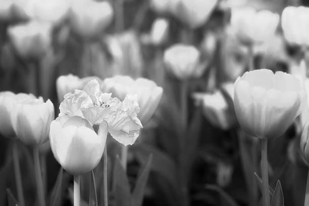 istock Tulips and a poppy in black and white 514633290
