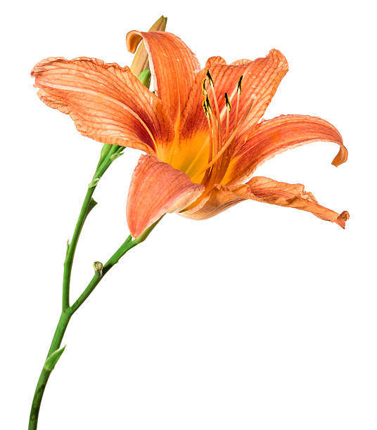 istock flowers lily isolated on white background 514633505